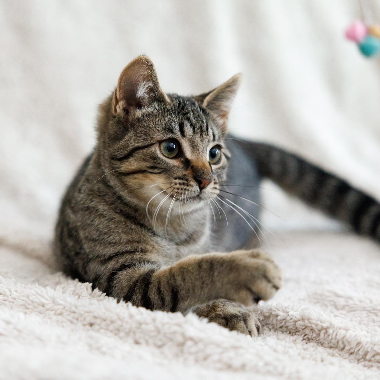 Enlarge Cookie and Bisciut, a Adopted Domestic Short Hair in Montreal, QC image 1/6