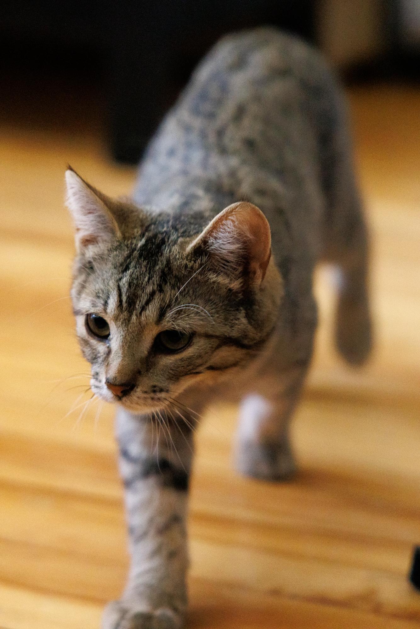 Enlarge Cookie and Bisciut, a Adopted Domestic Short Hair in Montreal, QC image 2/6