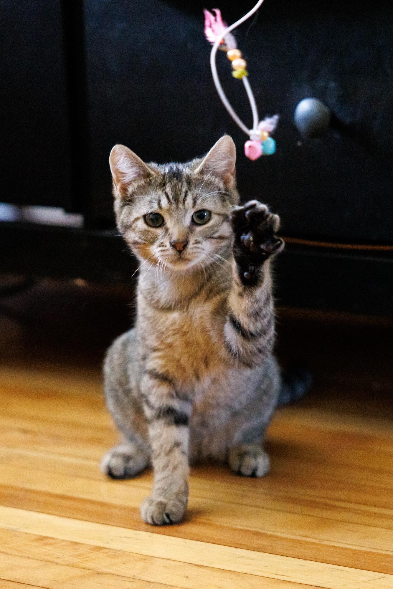 Enlarge Cookie and Bisciut, a Adopted Domestic Short Hair in Montreal, QC image 3/6