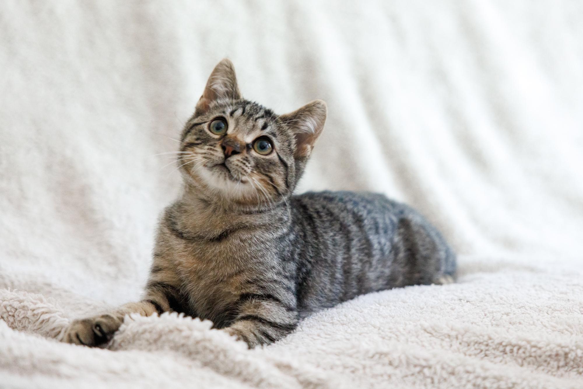 Enlarge Cookie and Bisciut, a Adopted Domestic Short Hair in Montreal, QC image 4/6