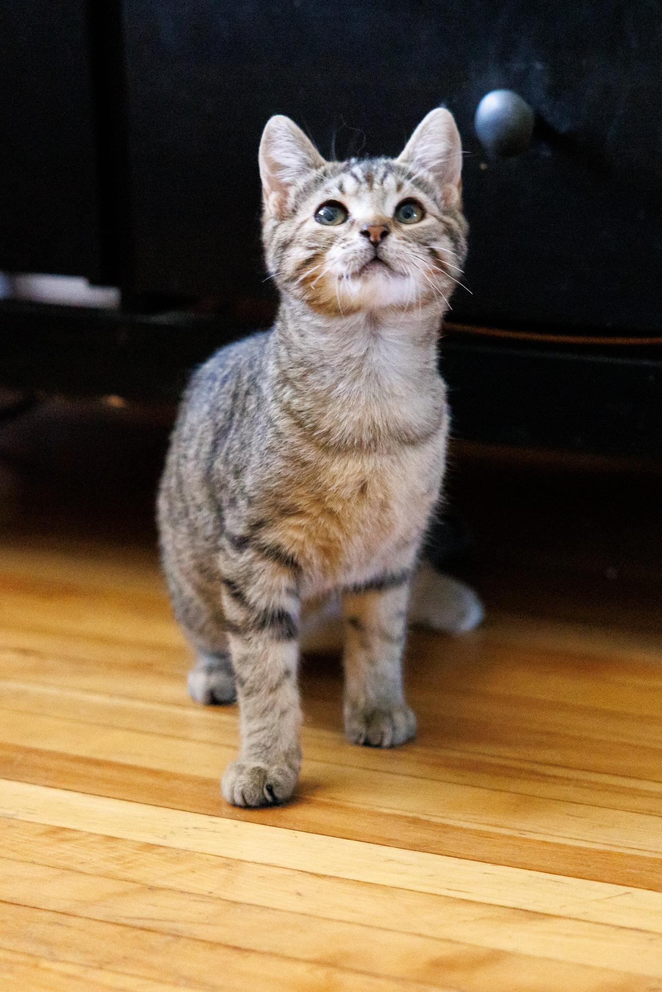 Enlarge Cookie and Bisciut, a Adopted Domestic Short Hair in Montreal, QC image 5/6