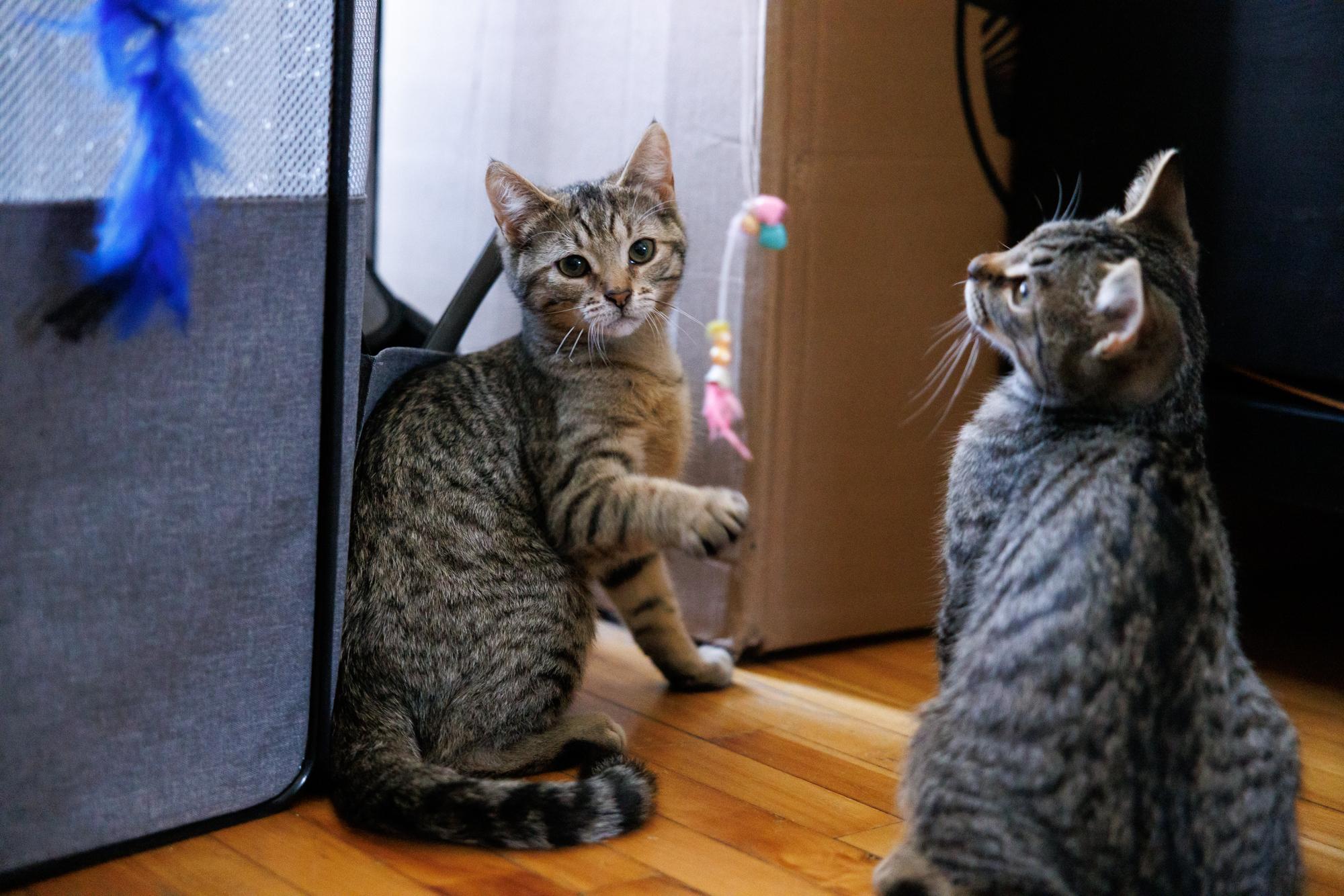 Enlarge Cookie and Bisciut, a Adopted Domestic Short Hair in Montreal, QC image 6/6