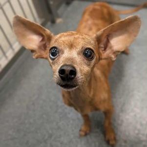 Joyce, Adoptable, Senior Female Chihuahua.