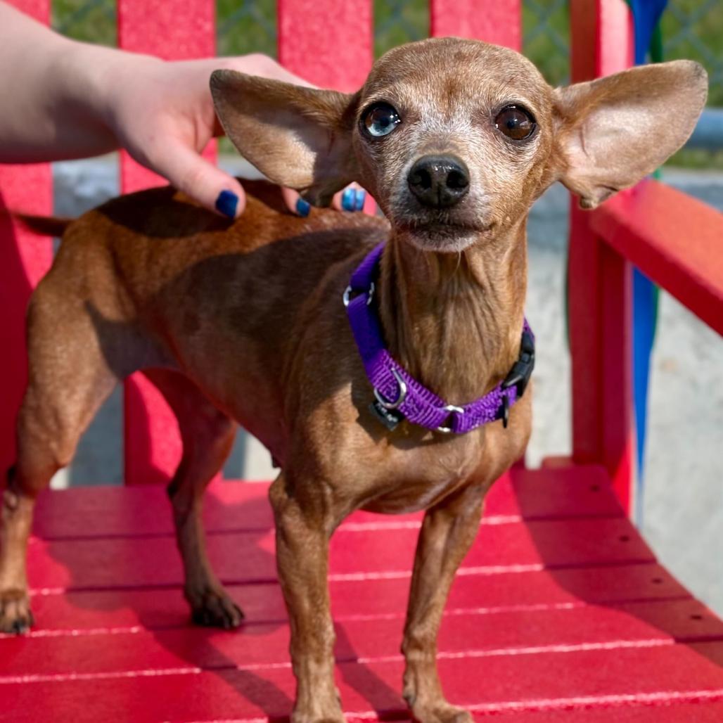 Joyce, a Adoptable mixed breed in Madison, WI image 2/3