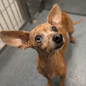 Joyce, a Adoptable mixed breed in Madison, WI image 3/3