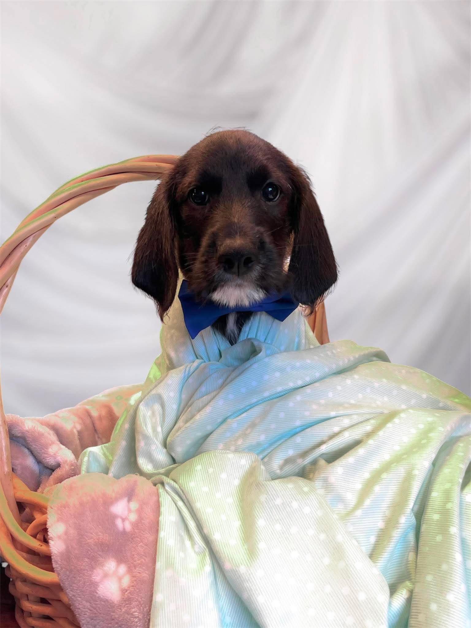 Teller, adoptable, Puppy Male Poodle.