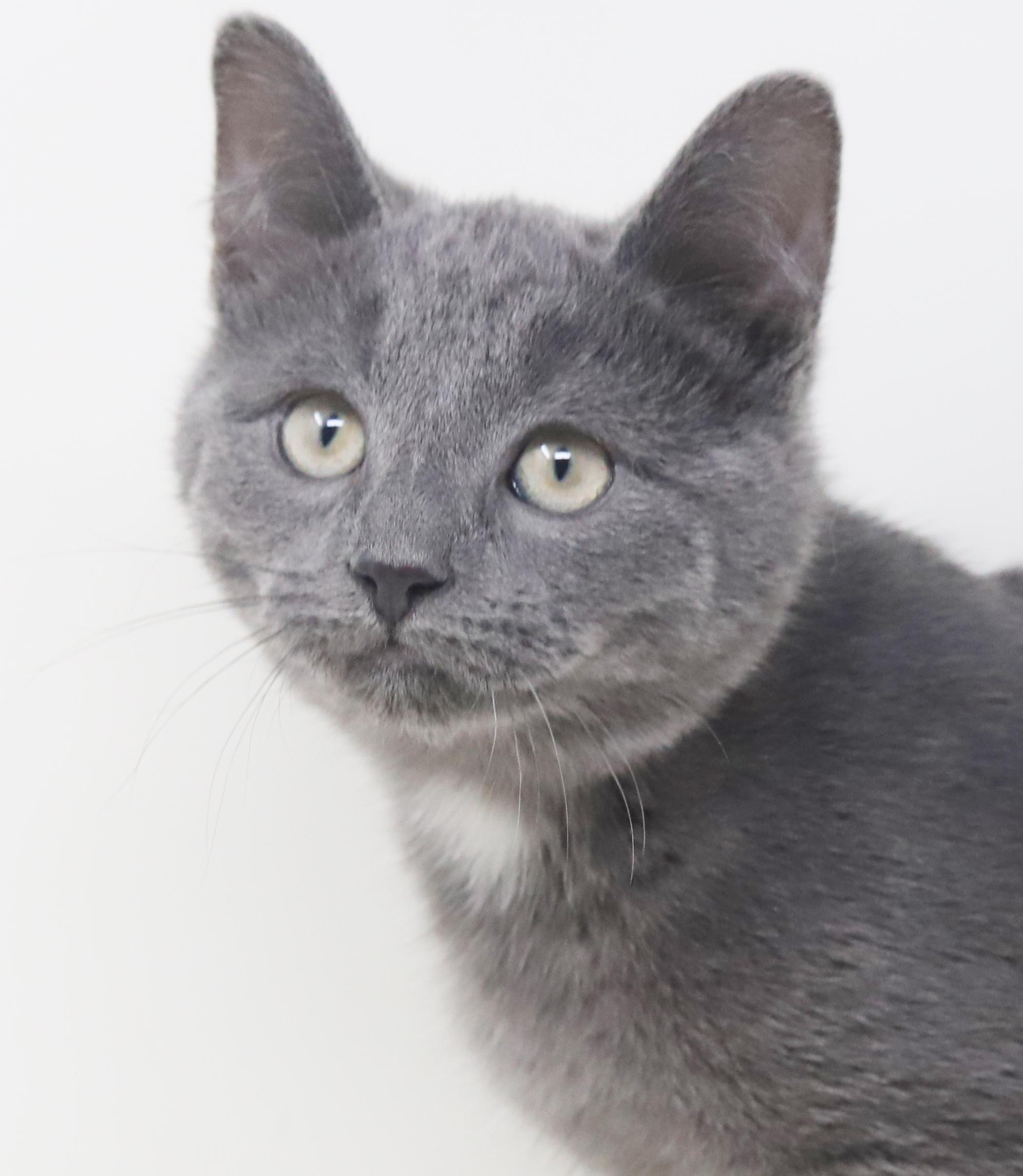 Sky is so sweet and sooo special!   , Adoptable, Kitten Male Russian Blue.