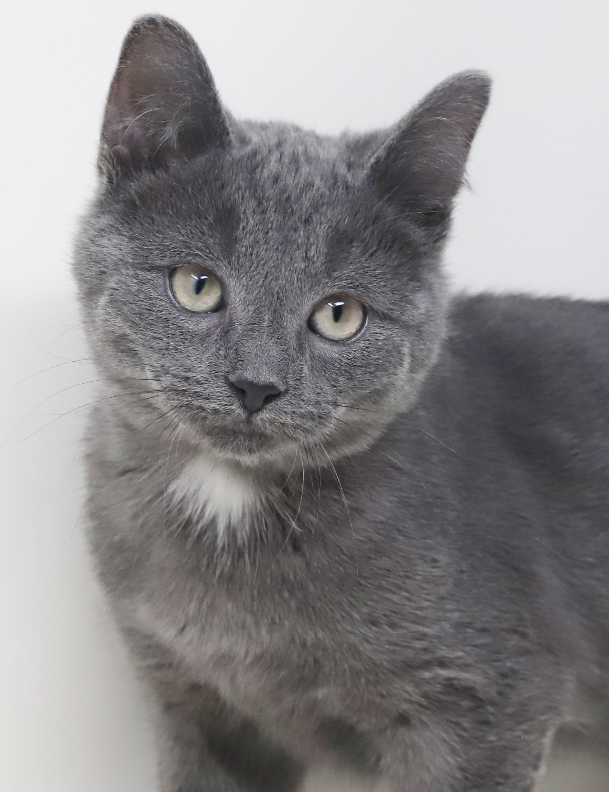 Enlarge Sky is so sweet and sooo special!   , a Adoptable Russian Blue in Bedford Hills, NY image 3/6