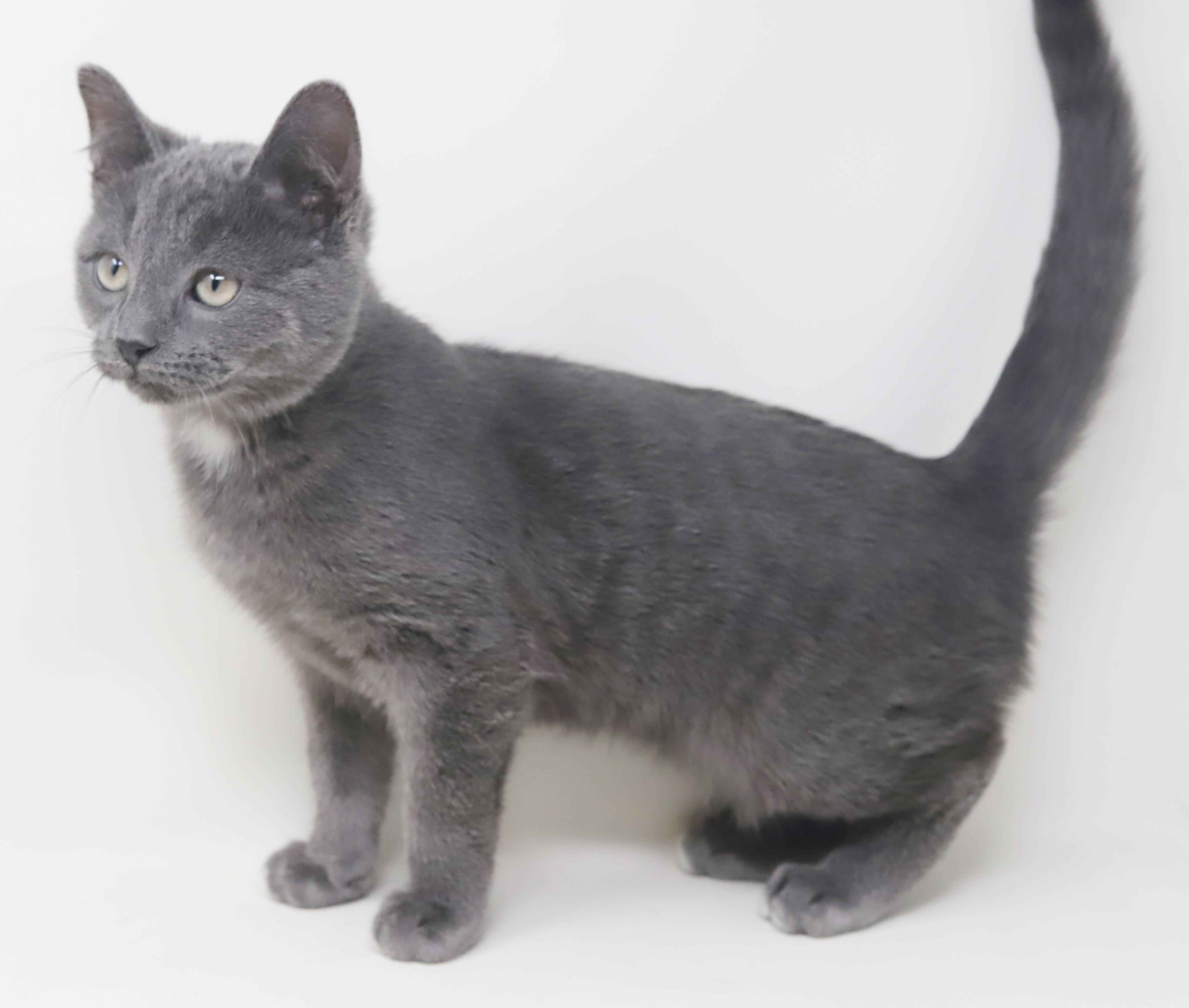 Enlarge Sky is so sweet and sooo special!   , a Adoptable Russian Blue in Bedford Hills, NY image 2/6