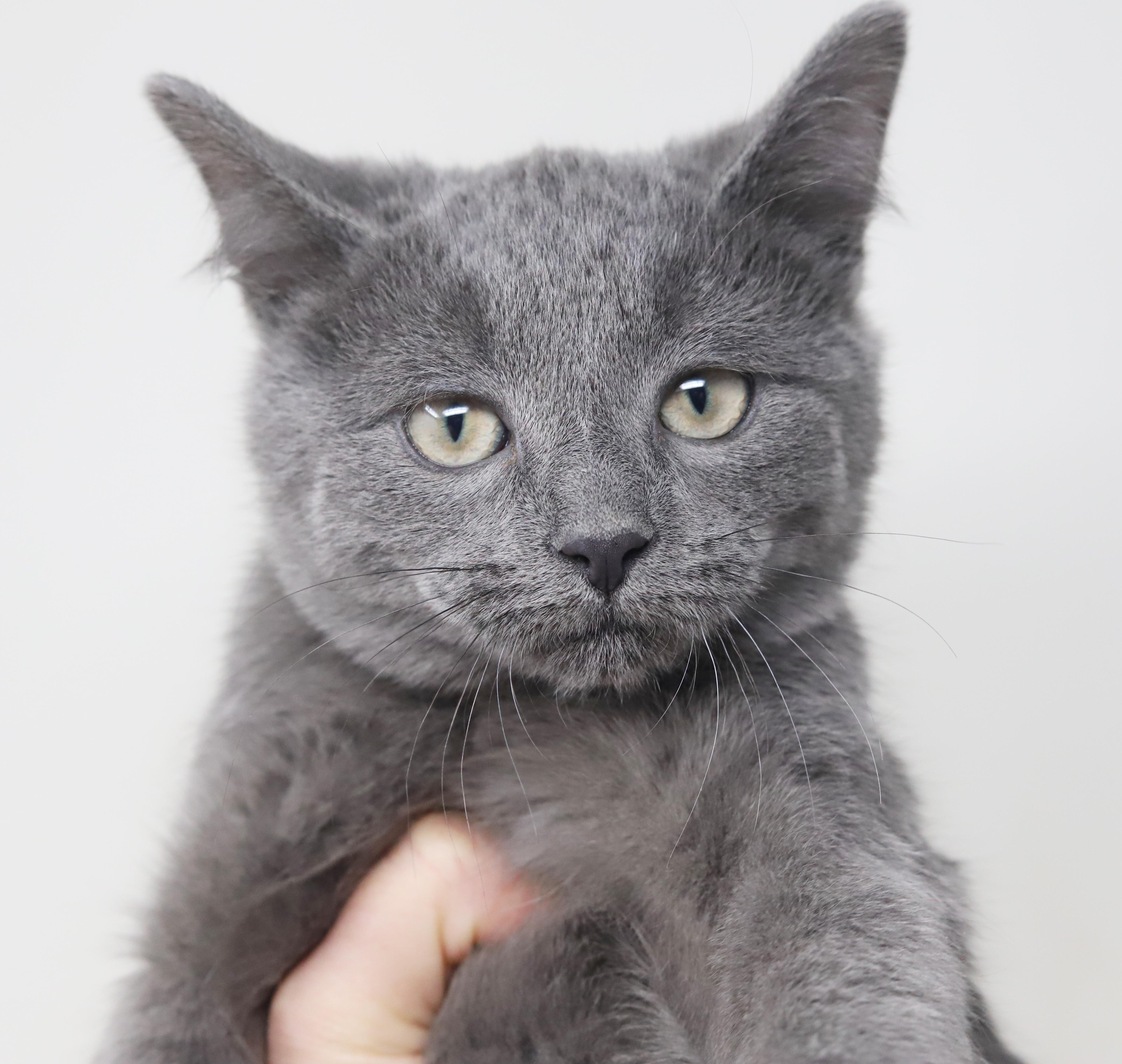 Enlarge Sky is so sweet and sooo special!   , a Adoptable Russian Blue in Bedford Hills, NY image 6/6