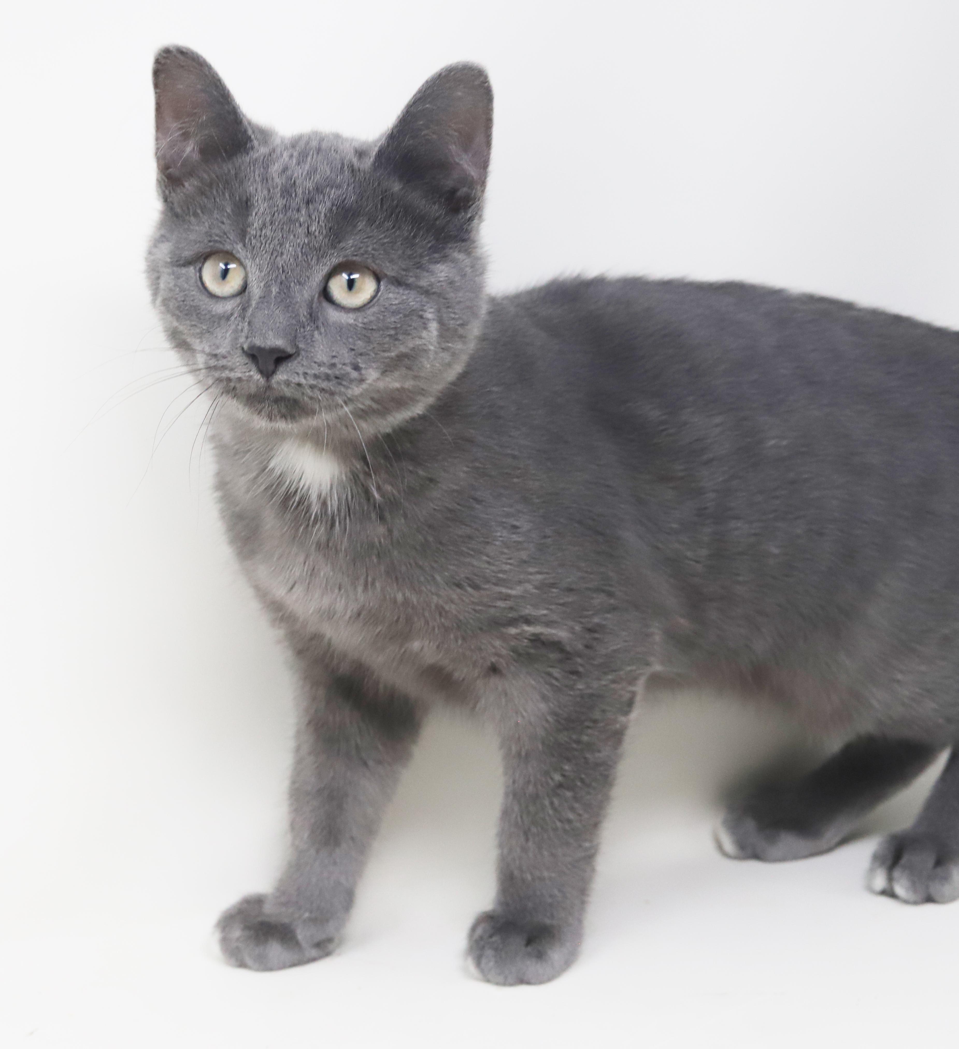 Enlarge Sky is so sweet and sooo special!   , a Adoptable Russian Blue in Bedford Hills, NY image 4/6