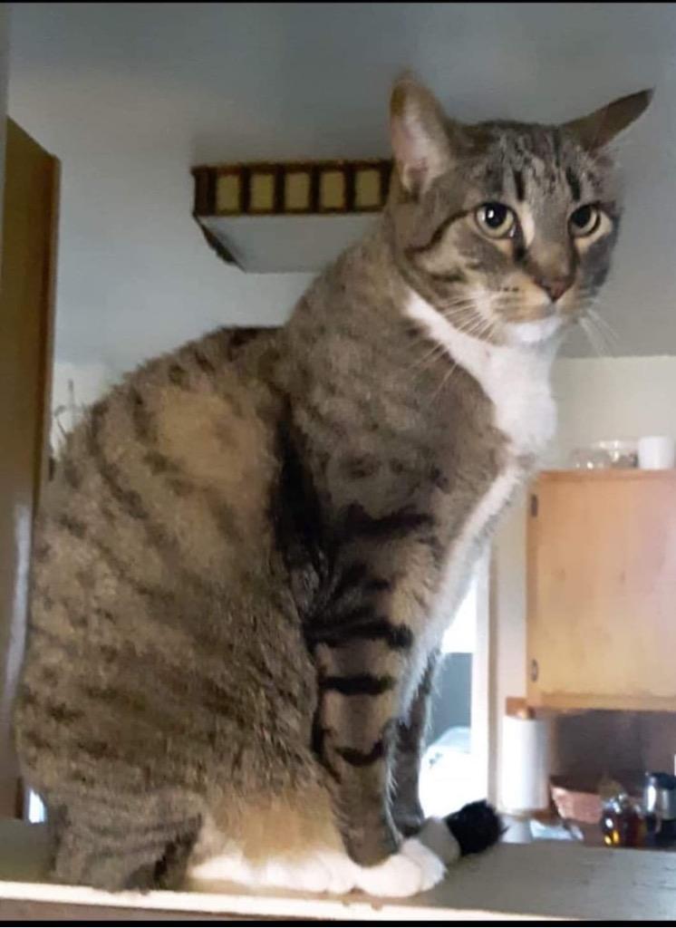 Enlarge Carlee, a Adoptable mixed breed in Salt Lake City, UT image 1/2