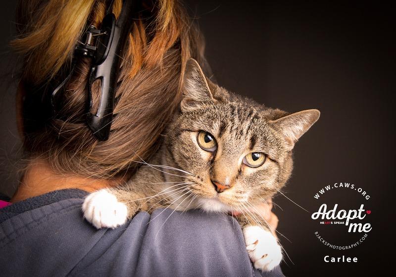 Carlee, Adoptable, Senior Female Domestic Short Hair.