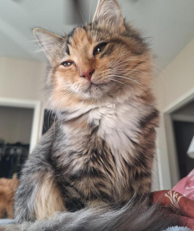 Enlarge Cricket, an adoptable Dilute Calico in Connelly Springs, NC image 1/1