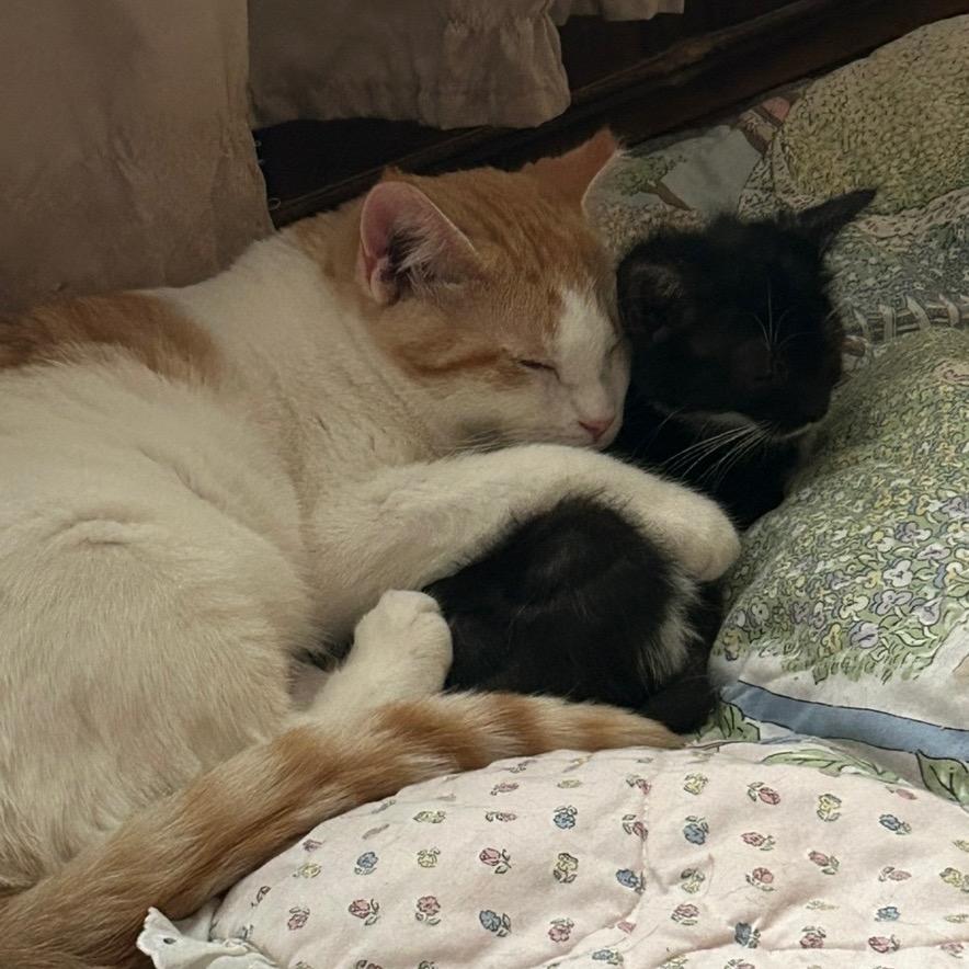 Enlarge Boer, a Adoptable American Shorthair in Mocksville, NC image 1/2