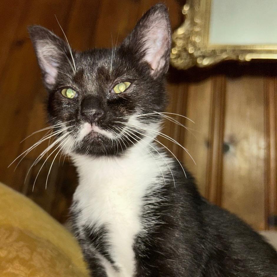 Enlarge Boer, a Adoptable American Shorthair in Mocksville, NC image 2/2
