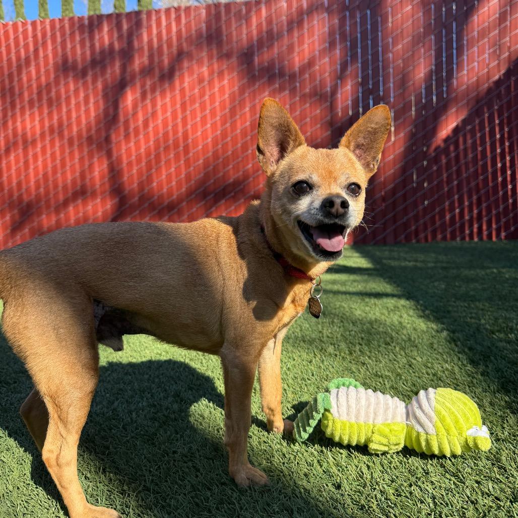 Enlarge Scooby, a Adoptable Chihuahua in Buellton, CA image 1/4