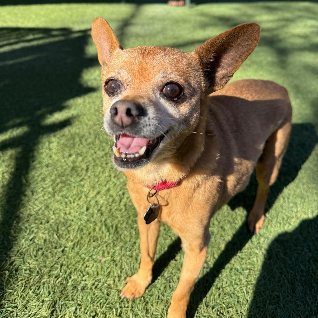 Enlarge Scooby, a Adoptable Chihuahua in Buellton, CA image 2/4