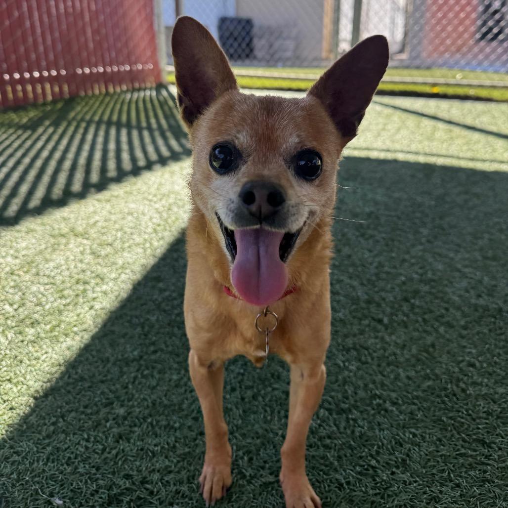 Scooby — thumbnail 3