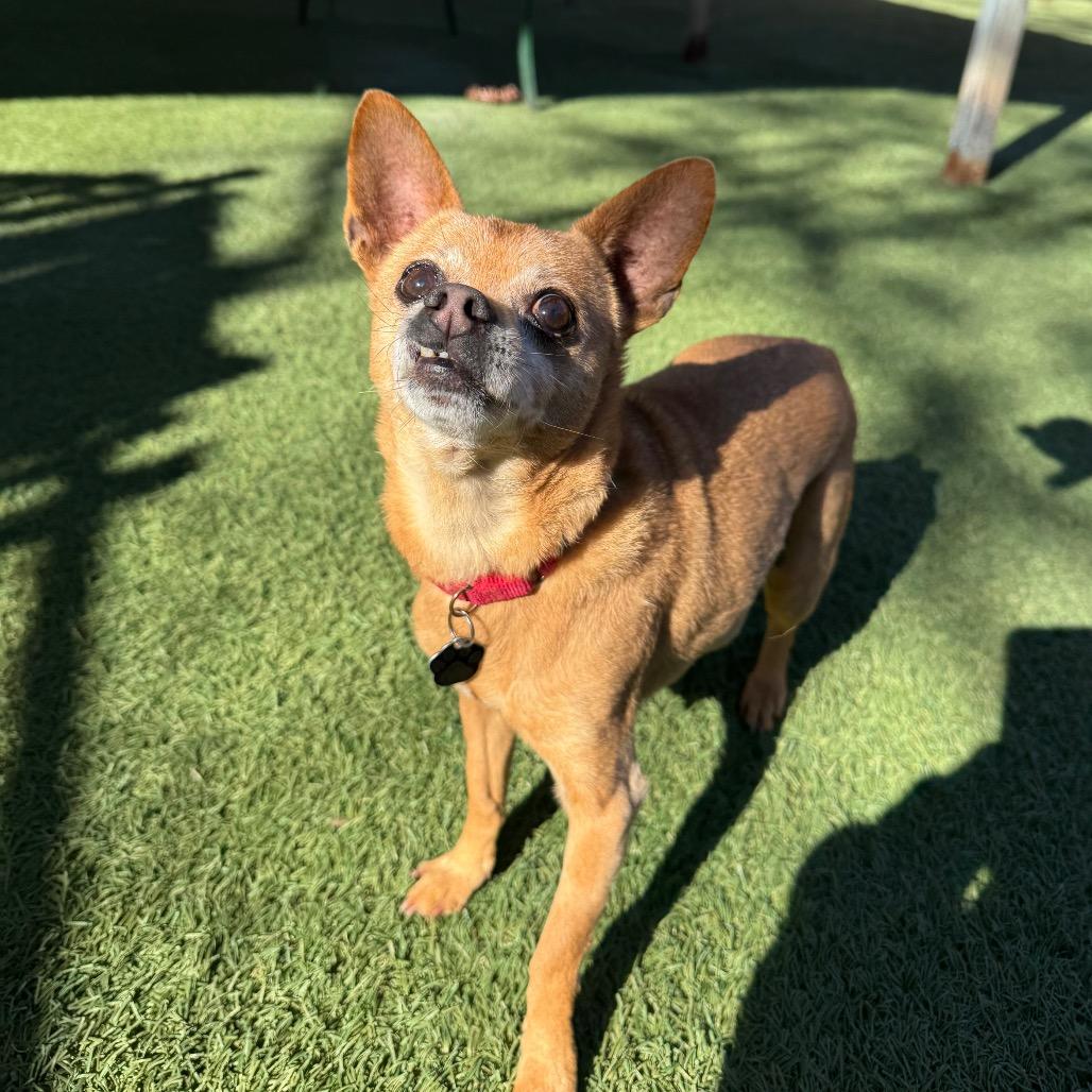 Enlarge Scooby, a Adoptable Chihuahua in Buellton, CA image 4/4