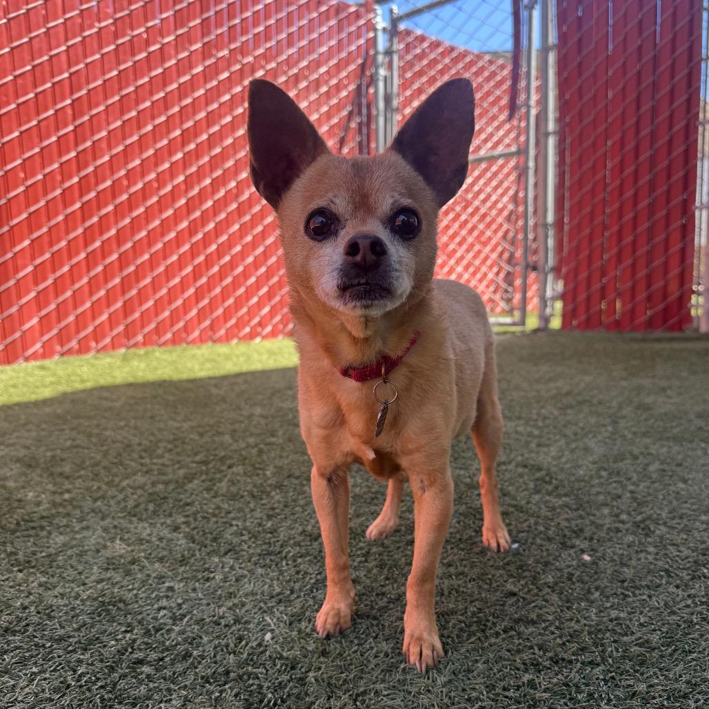 Enlarge Scooby, a Adoptable Chihuahua in Buellton, CA image 5/5