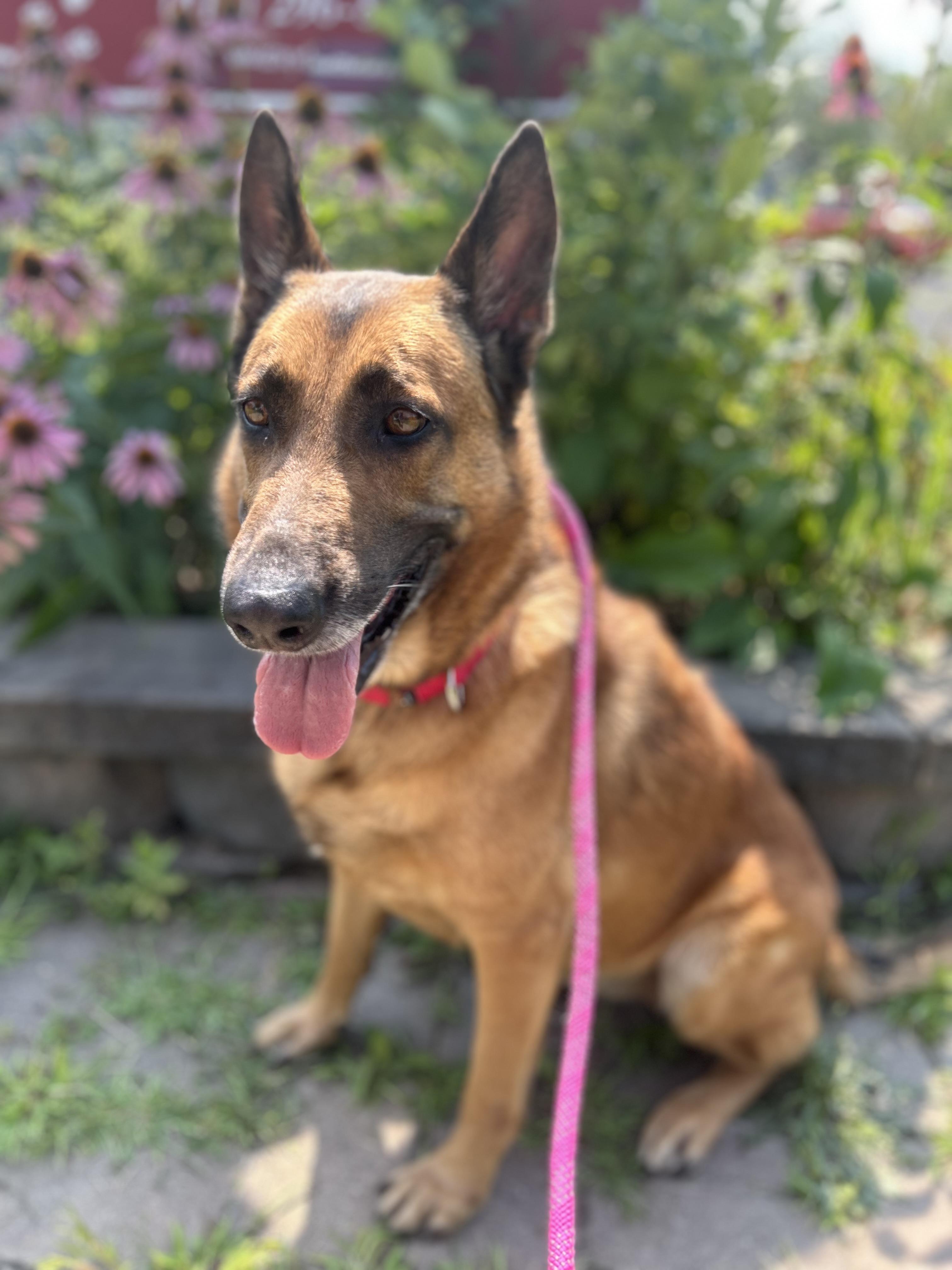 Enlarge Beth, a ADOPTABLE German Shepherd Dog in Howes Cave, NY image 2/2