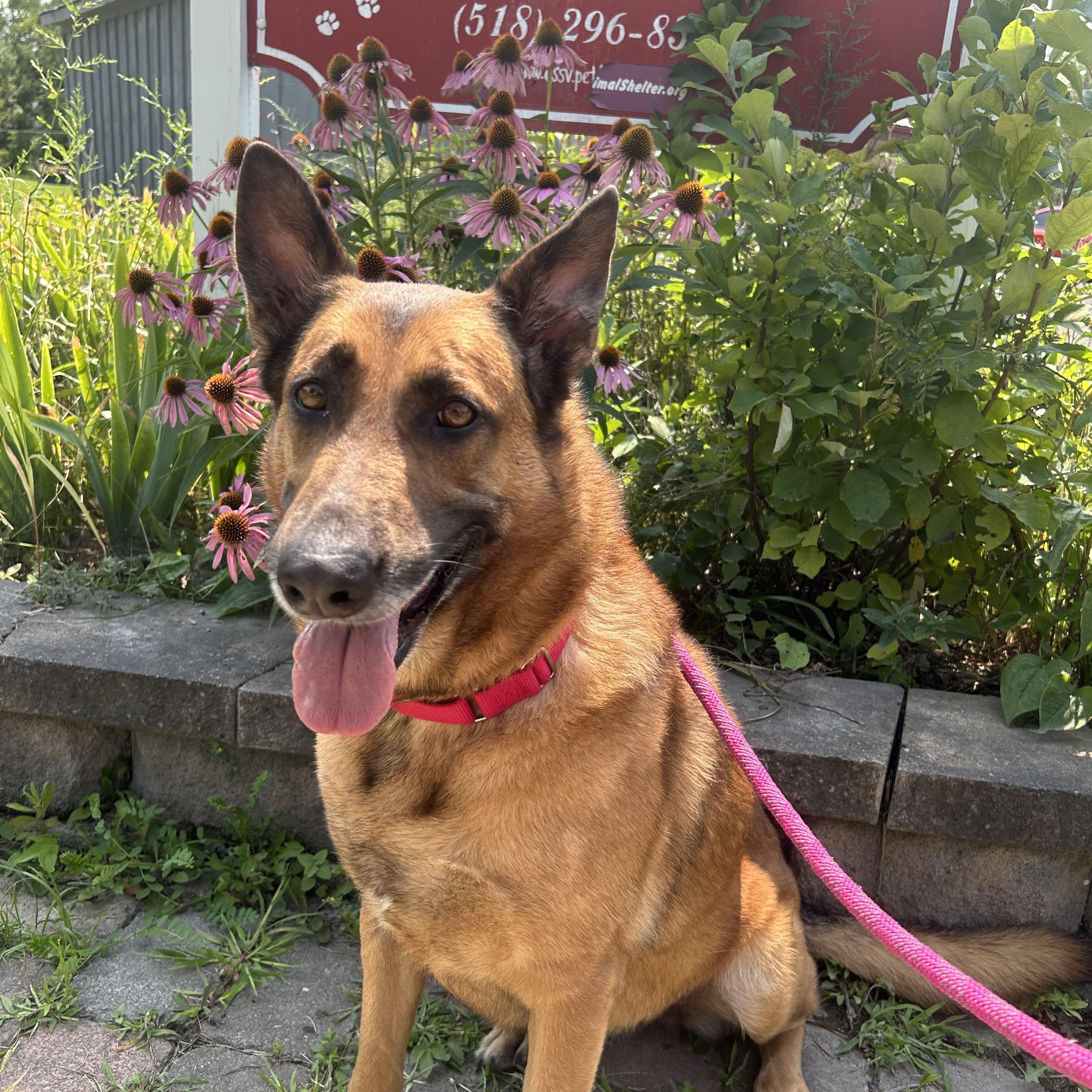 Beth, ADOPTABLE, Adult Female German Shepherd Dog.