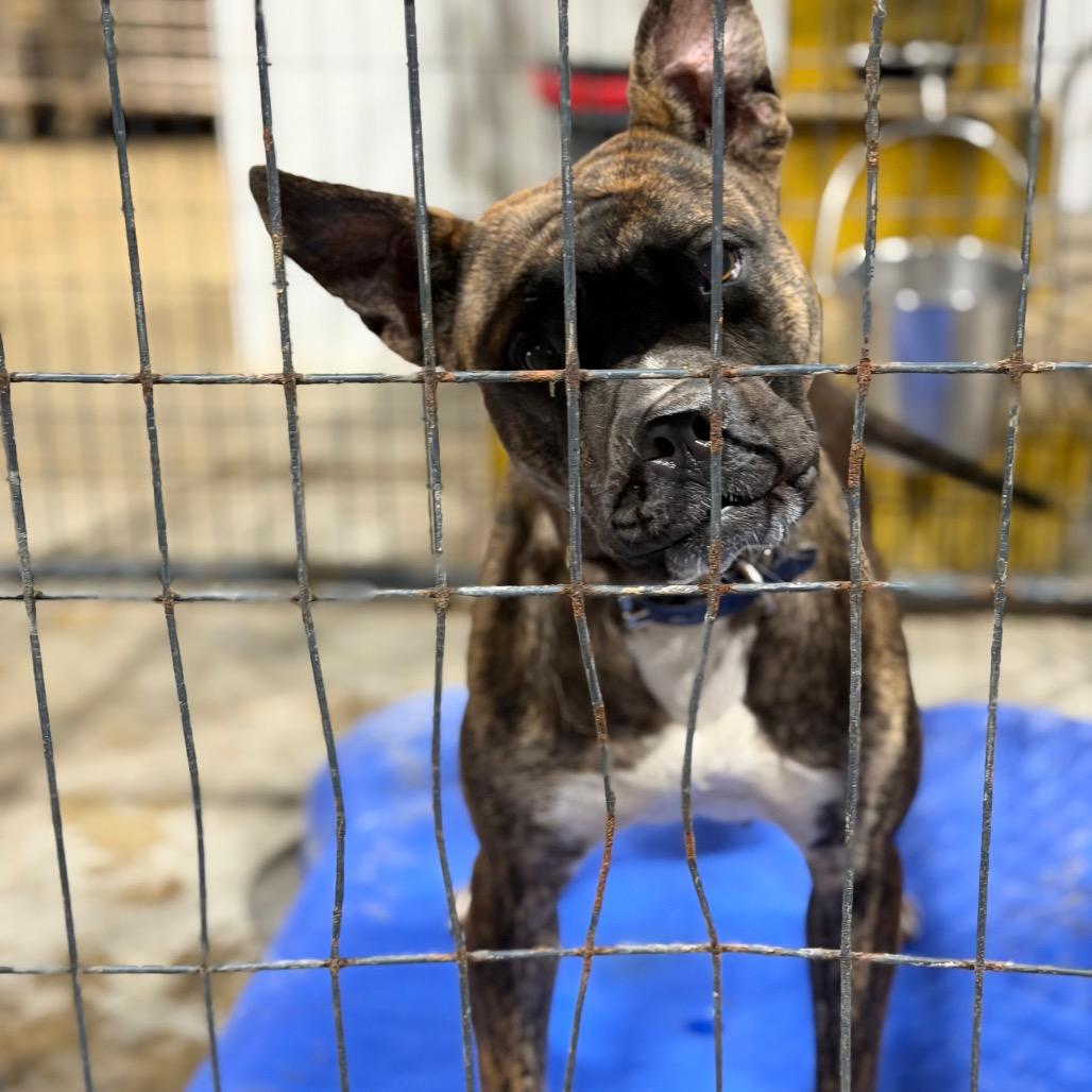 Cinnamon, Adoptable, Adult Female Boxer.