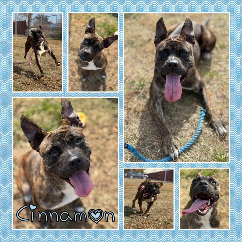 Enlarge Cinnamon, a Adoptable mixed breed in Fort Smith, AR image 2/2