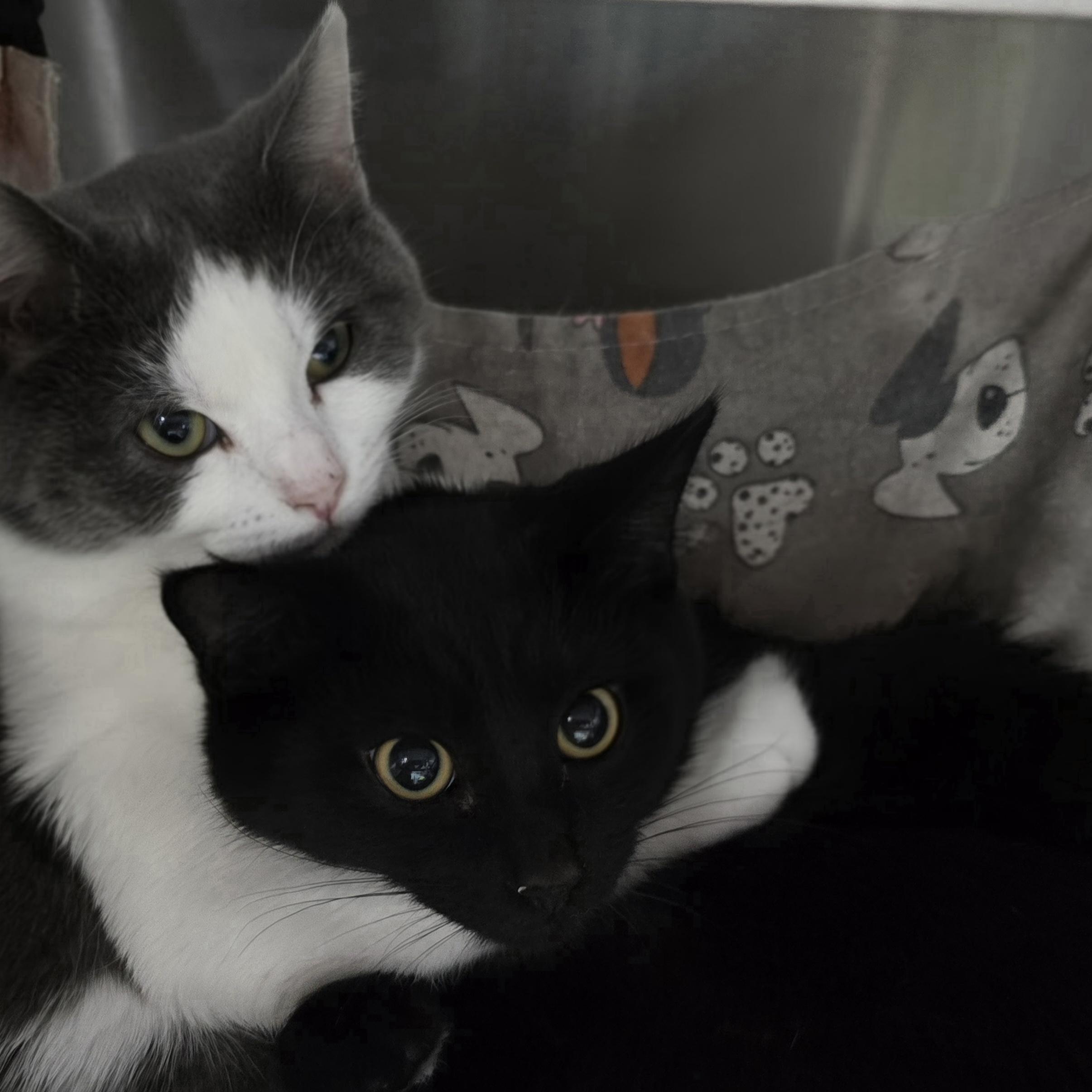 Enlarge Julian, a Adoptable Domestic Short Hair in Quincy, OH image 1/2