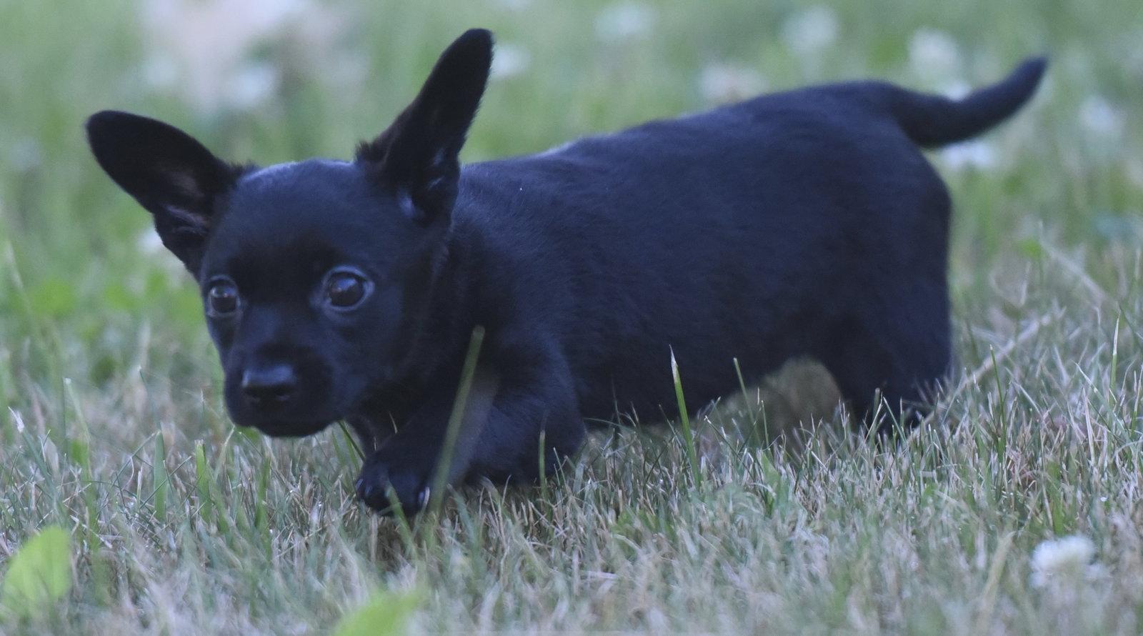 Enlarge Teagan, a Adoptable Chihuahua in Mechanicsburg, PA image 1/3