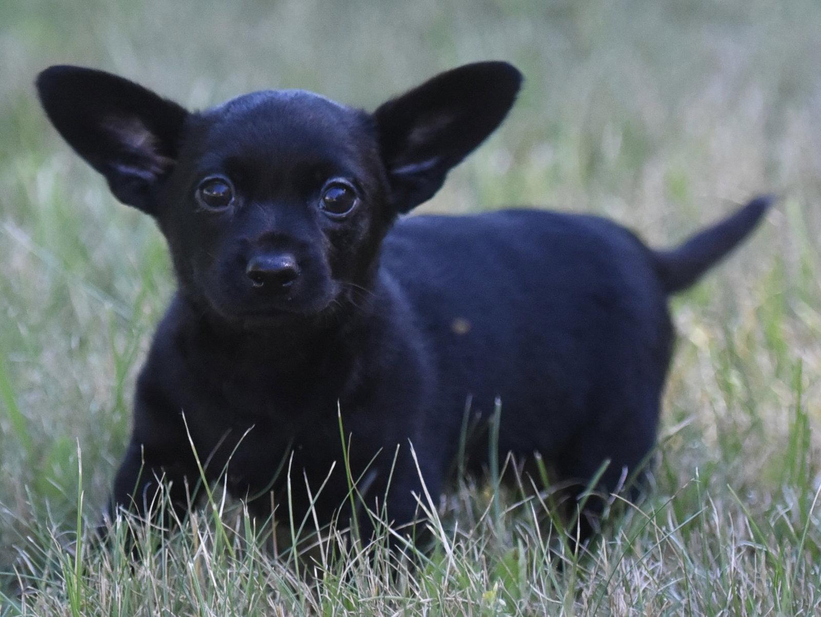 Enlarge Teagan, a Adoptable Chihuahua in Mechanicsburg, PA image 2/3