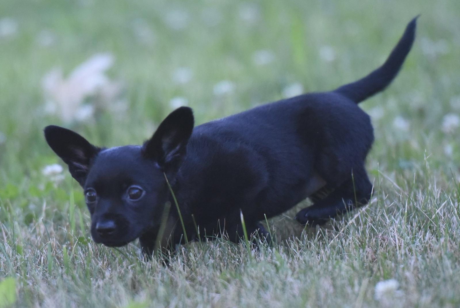 Enlarge Teagan, a Adoptable Chihuahua in Mechanicsburg, PA image 3/3
