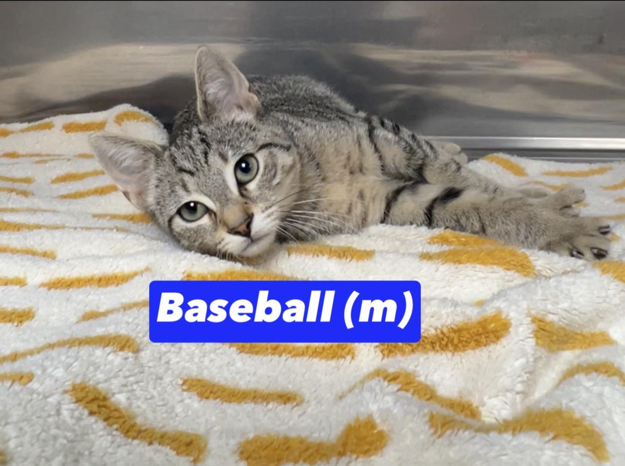 Baseball, Adoptable, Kitten Male Domestic Short Hair & Extra-Toes Cat / Hemingway Polydactyl.