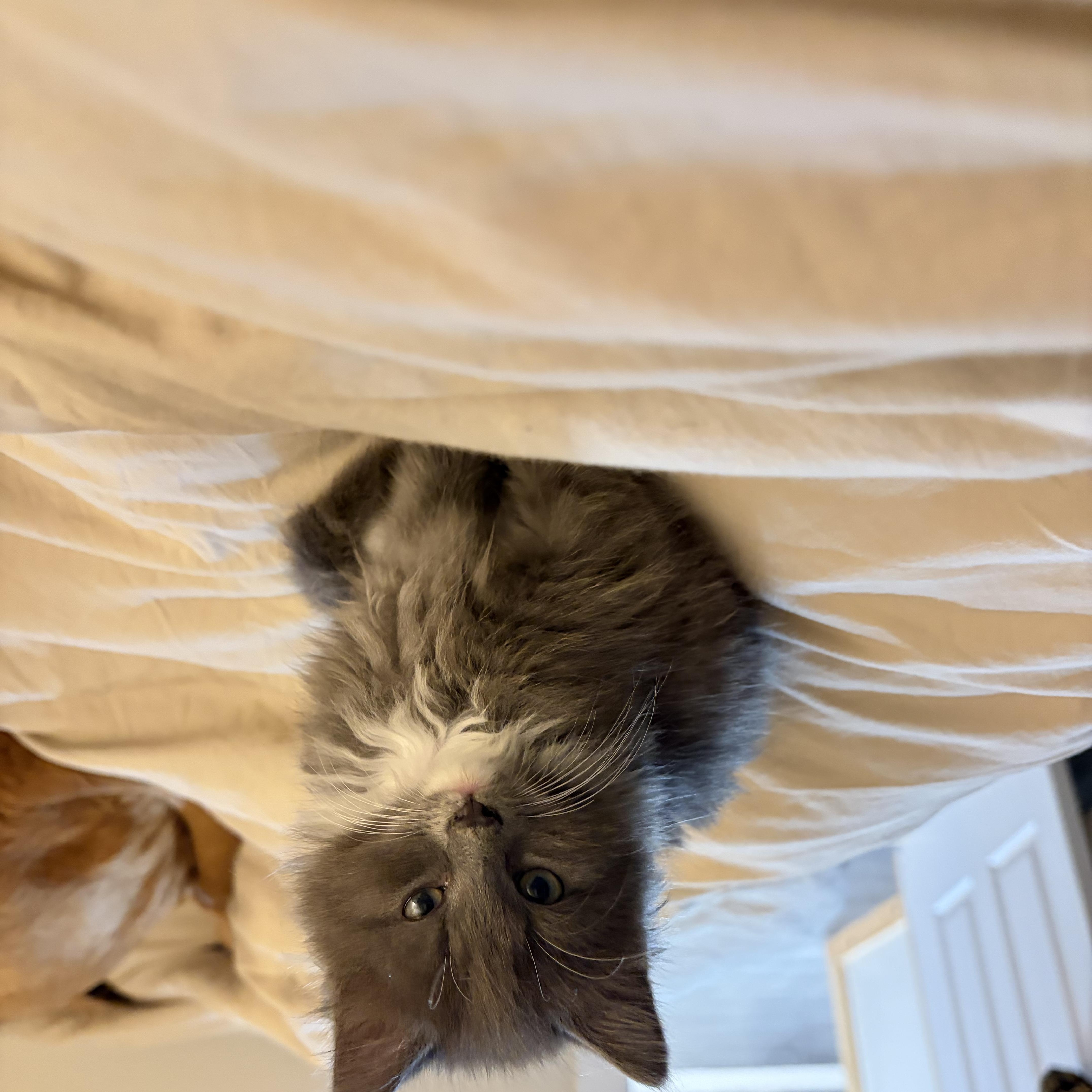 Enlarge Stabler (bonded to Benson), a Adoptable Domestic Medium Hair in Columbia, MD image 5/6