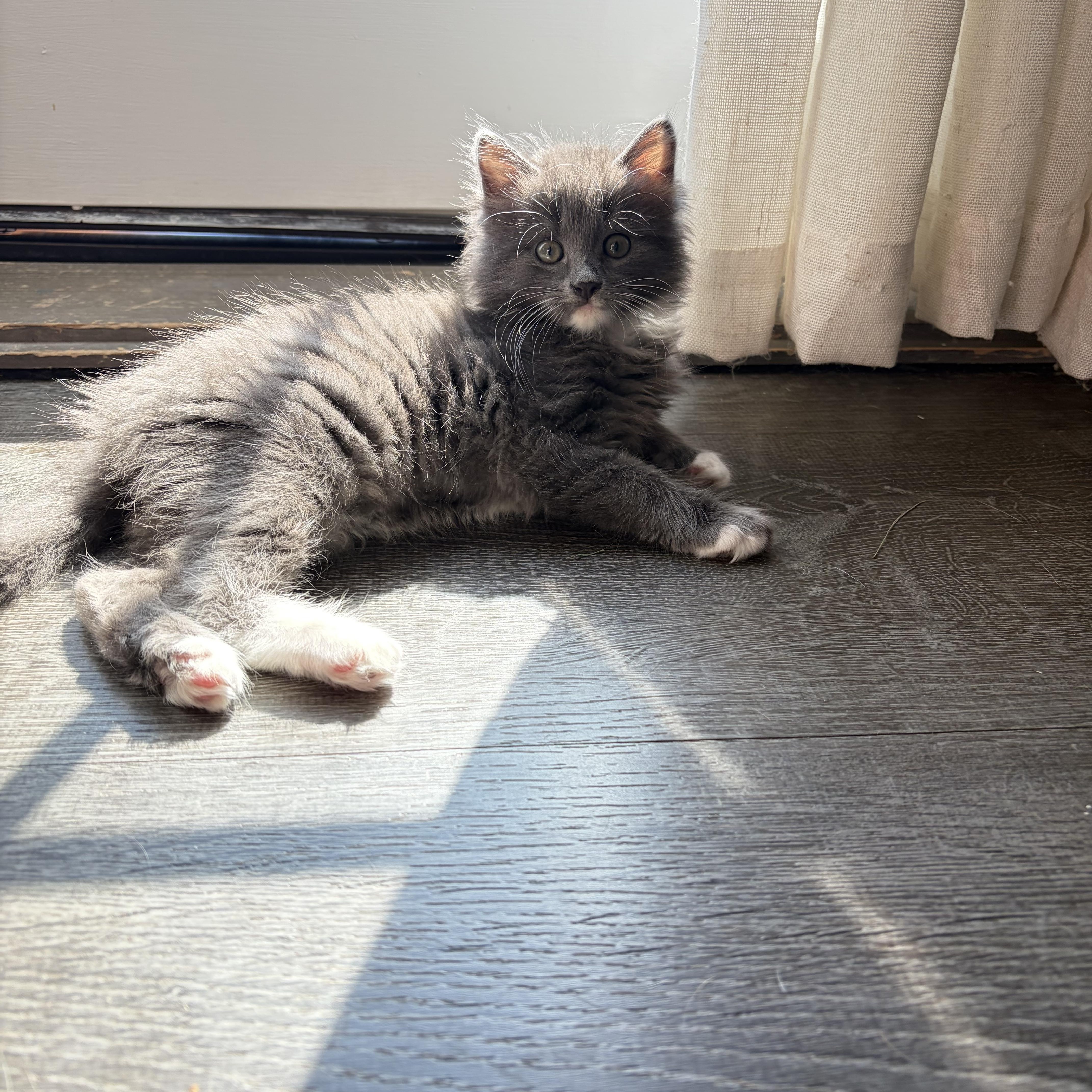 Enlarge Stabler (bonded to Benson), a Adoptable Domestic Medium Hair in Columbia, MD image 6/6