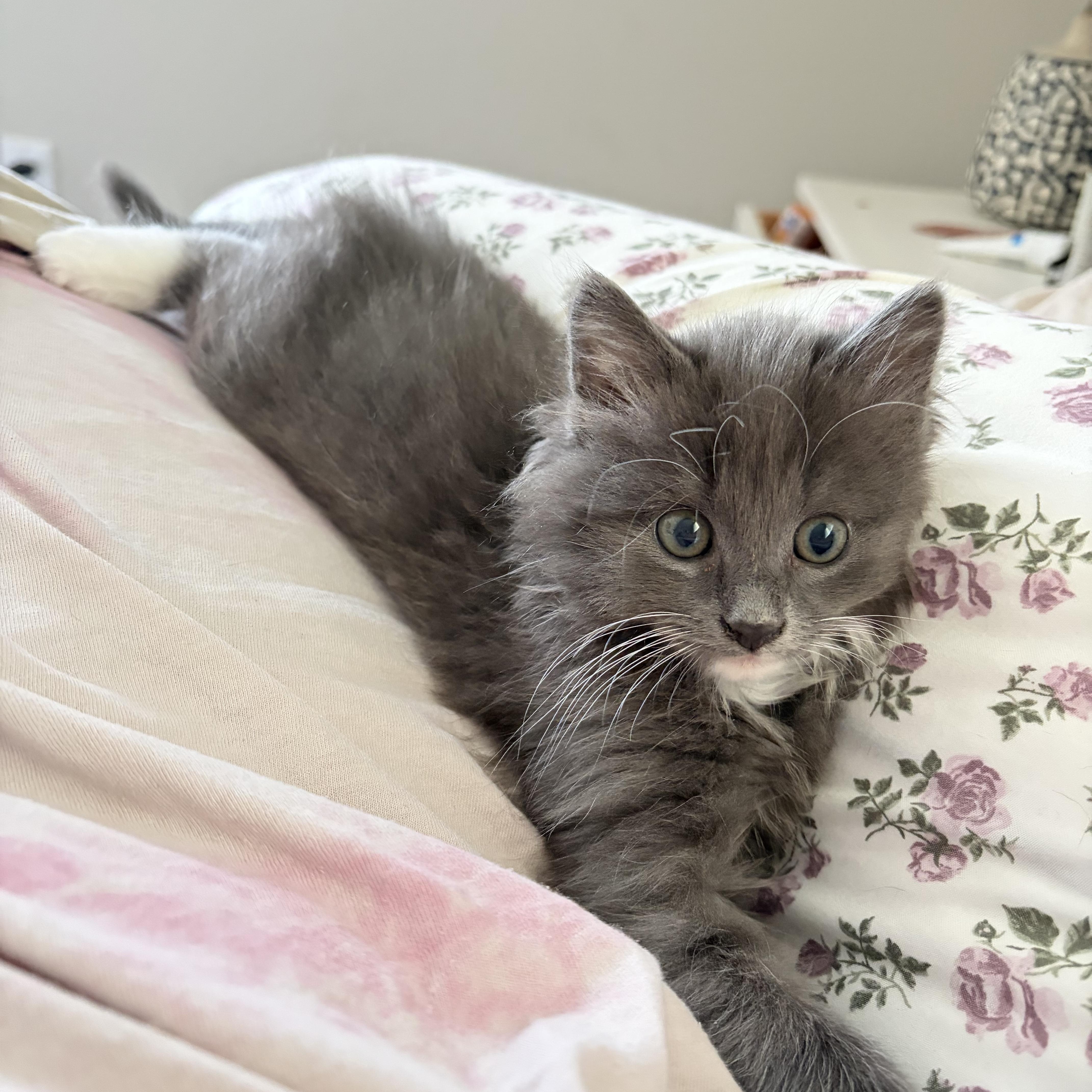 Stabler (bonded to Benson), Adoptable, Kitten Male Domestic Medium Hair.