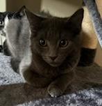 Milo, ADOPTABLE, Kitten Male Domestic Short Hair.