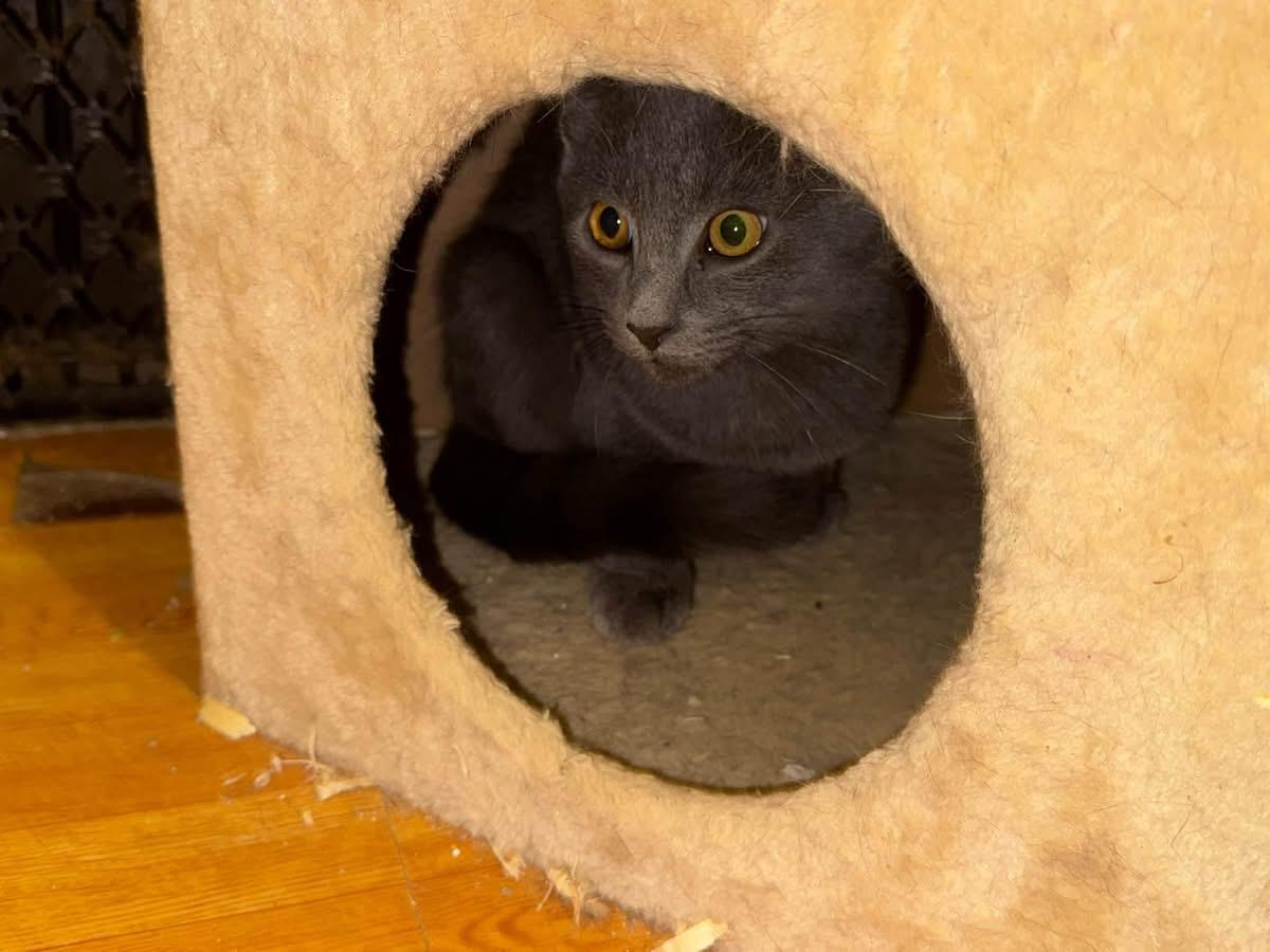 Enlarge Milo, a Adoptable Domestic Short Hair in Ontario, NY image 1/2