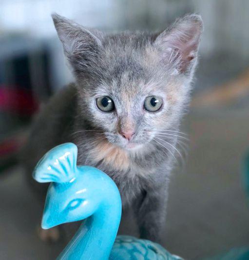 Pita, Adoptable, Kitten Female Dilute Tortoiseshell.