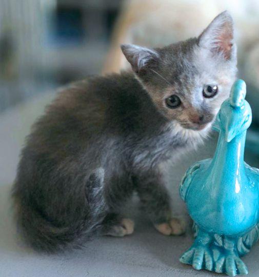 Enlarge Pita, a Adoptable Dilute Tortoiseshell in Anaheim Hills, CA image 2/3