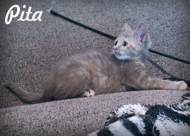 Enlarge Pita, a Adoptable Dilute Tortoiseshell in Anaheim Hills, CA image 3/3