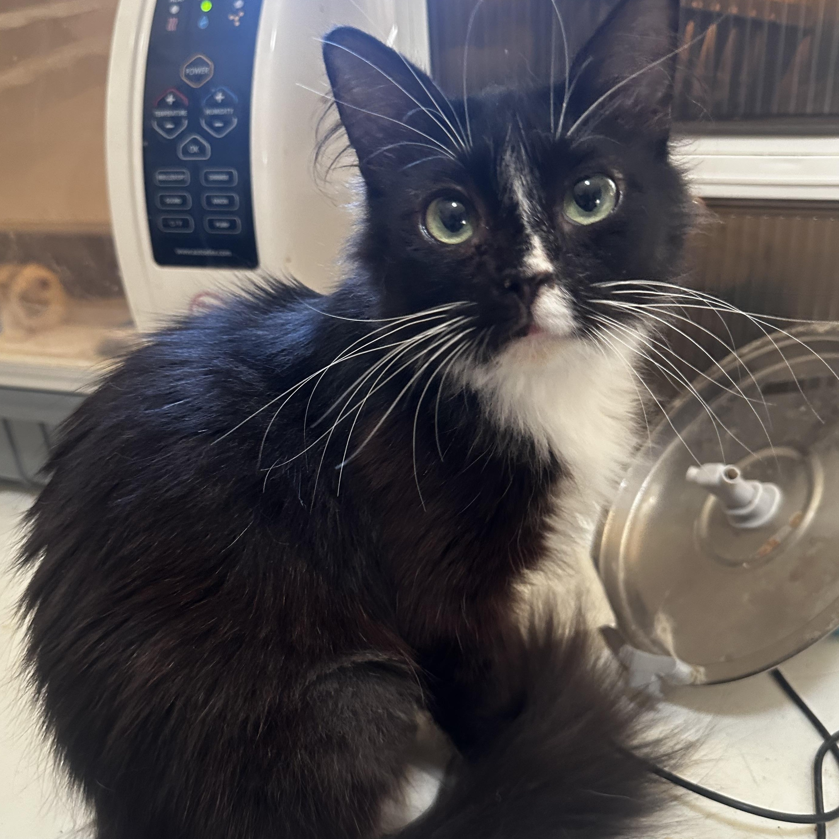 Miss Piggy, Adoptable, Young Female Domestic Medium Hair.