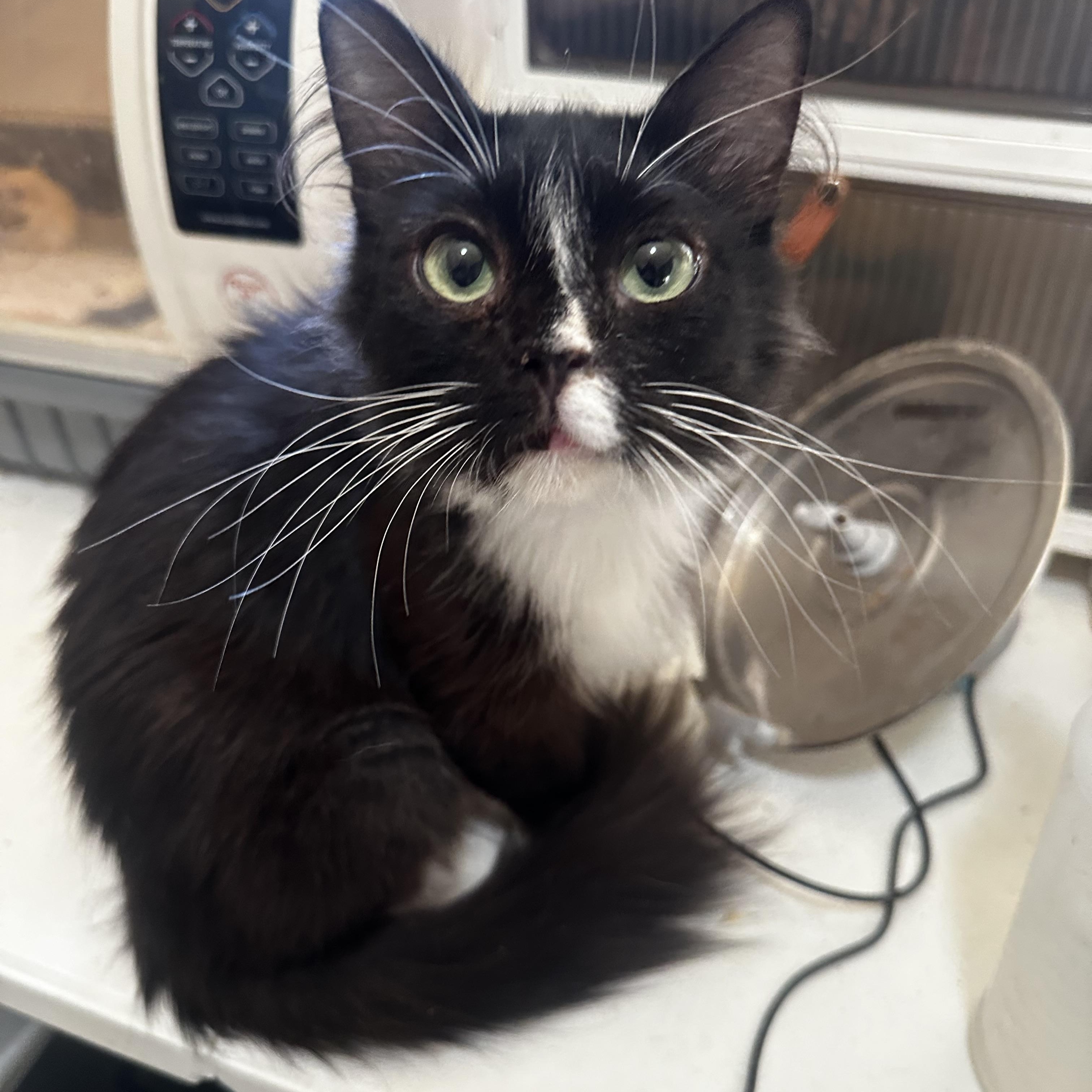 Enlarge Miss Piggy, a Adoptable Domestic Medium Hair in Fresno, CA image 3/6