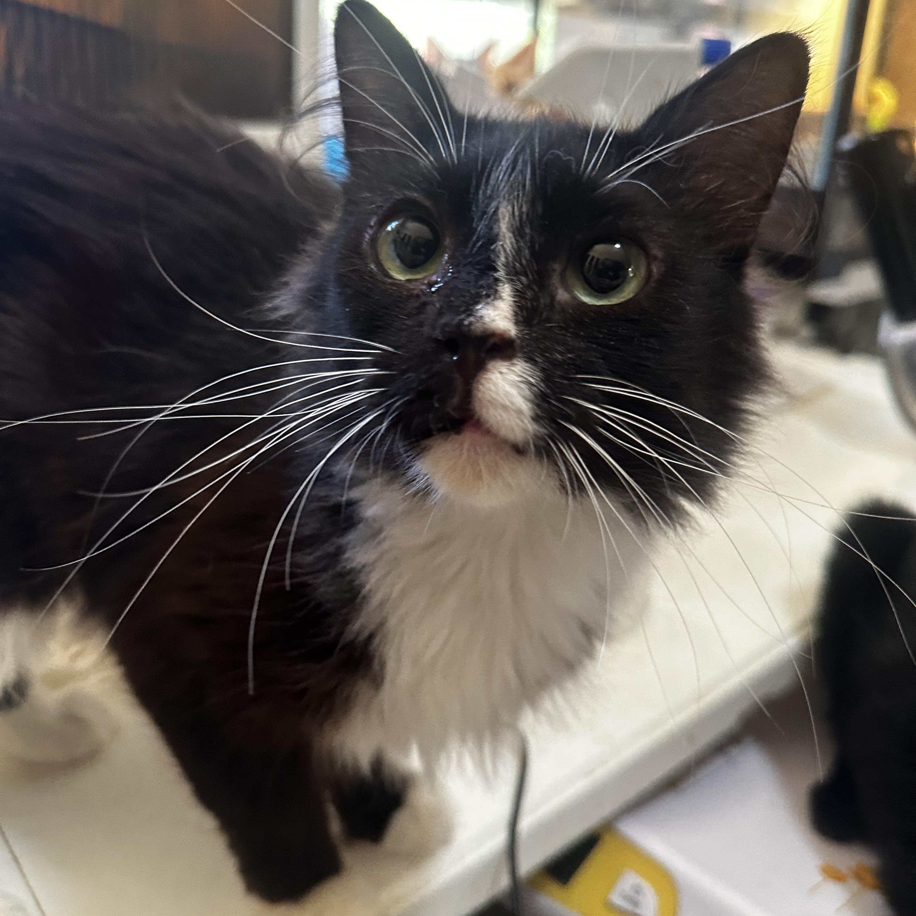 Enlarge Miss Piggy, a Adoptable Domestic Medium Hair in Fresno, CA image 4/6