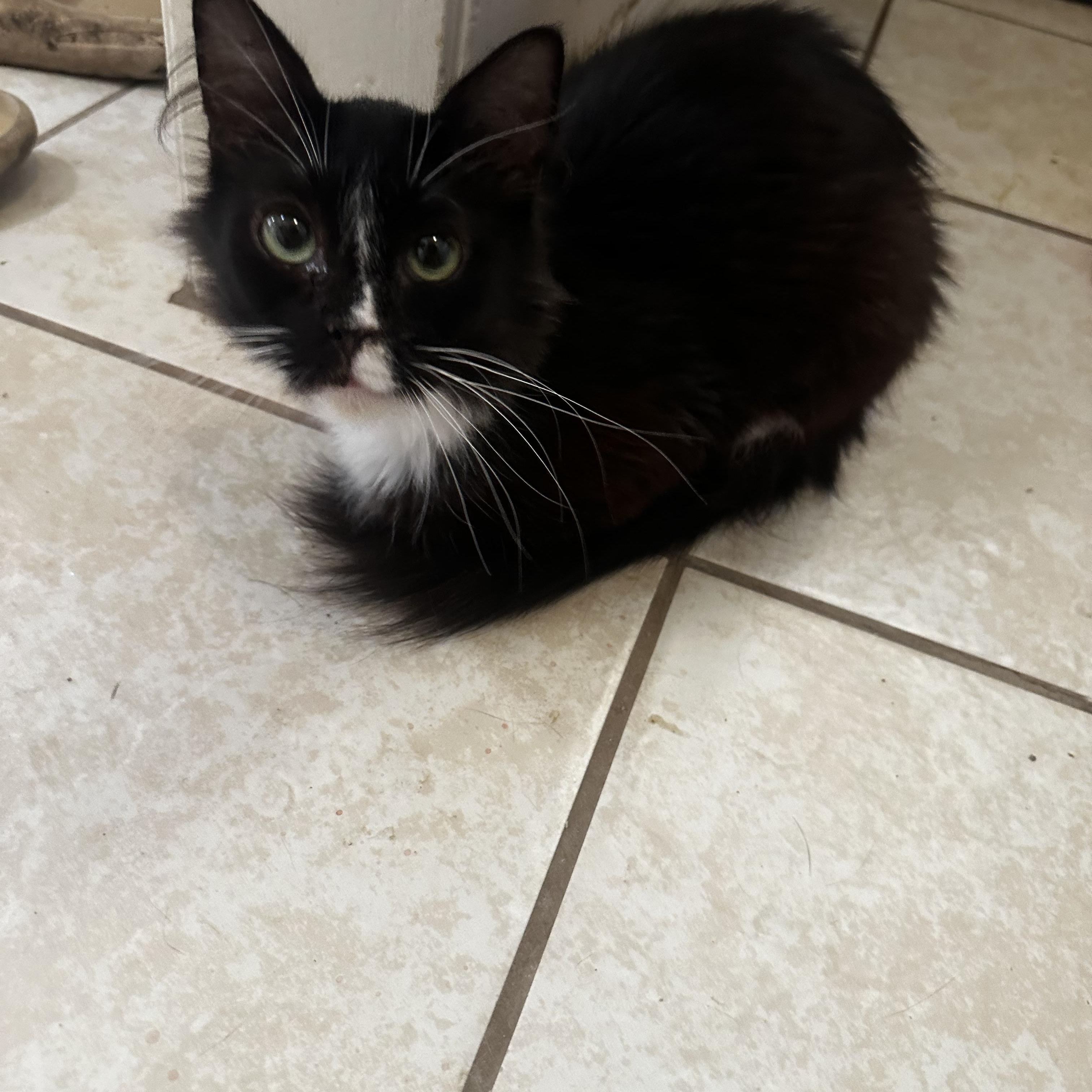 Enlarge Miss Piggy, a Adoptable Domestic Medium Hair in Fresno, CA image 5/6