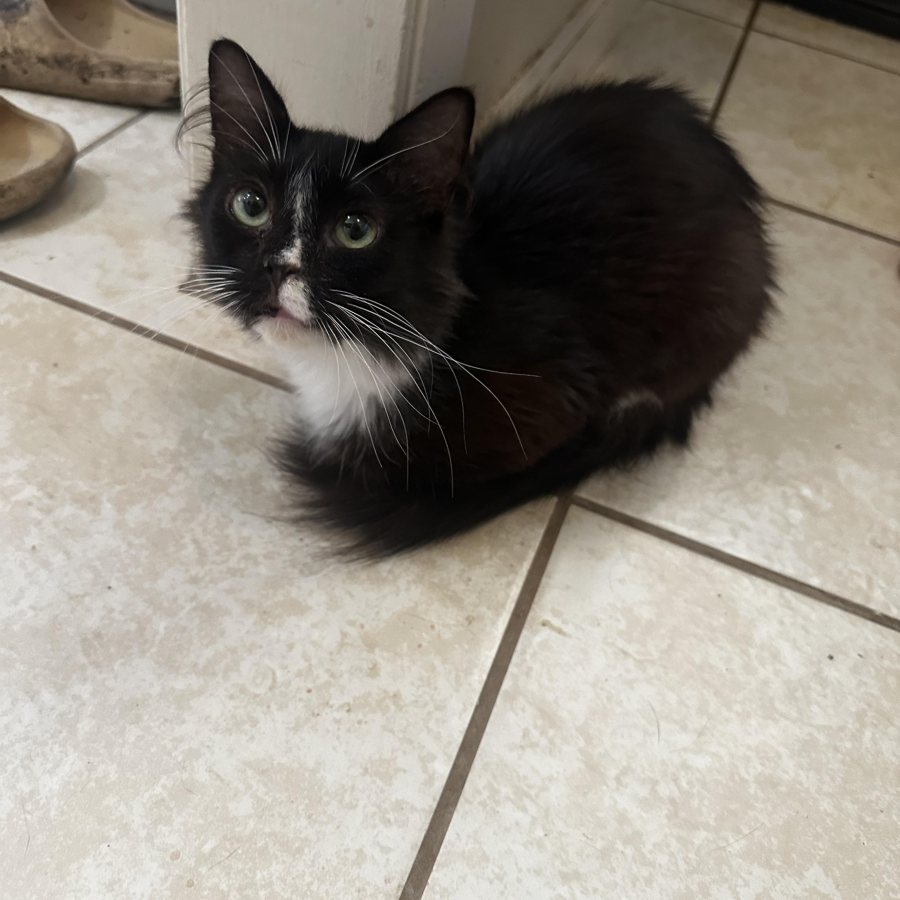 Enlarge Miss Piggy, a Adoptable Domestic Medium Hair in Fresno, CA image 6/6