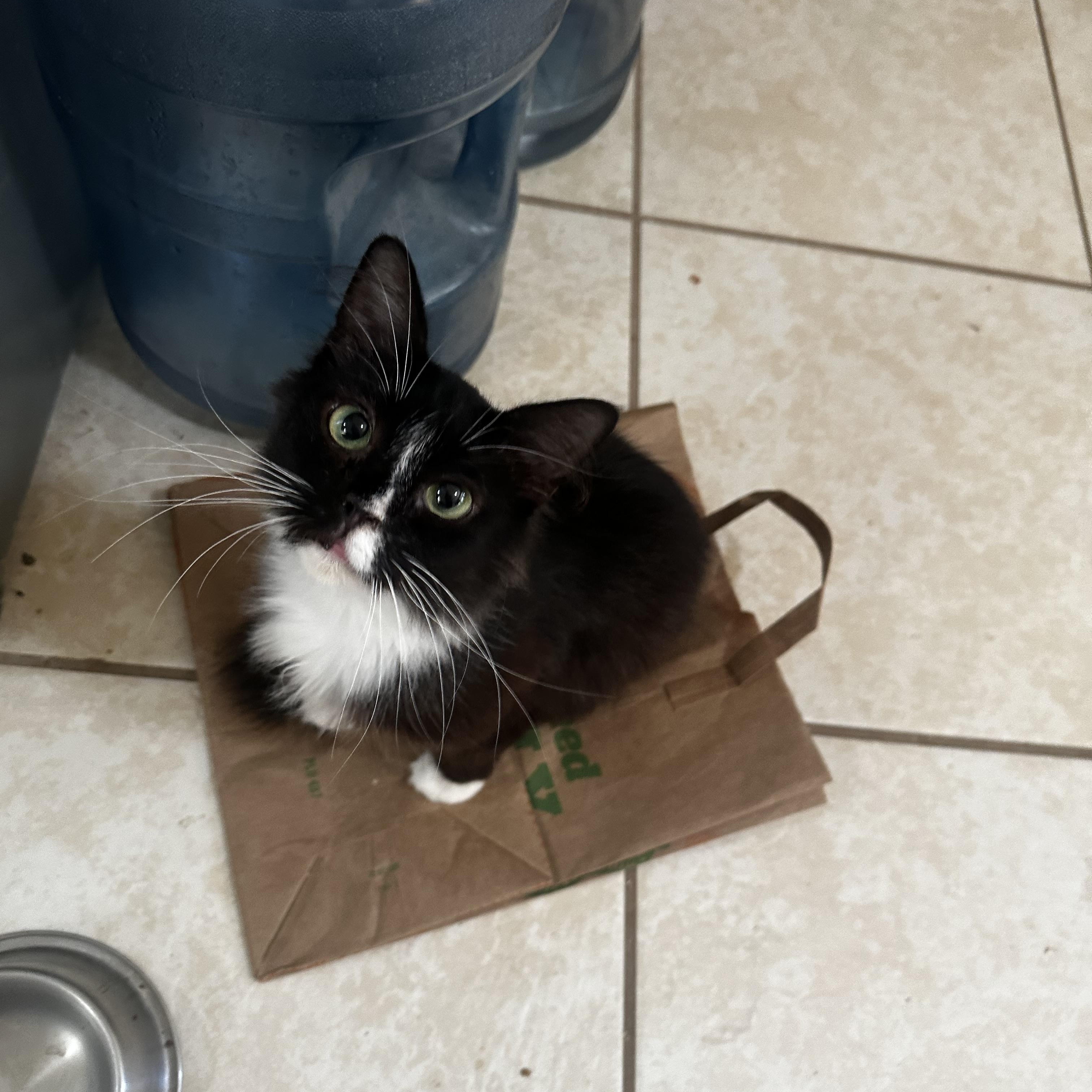 Enlarge Miss Piggy, a Adoptable Domestic Medium Hair in Fresno, CA image 2/6