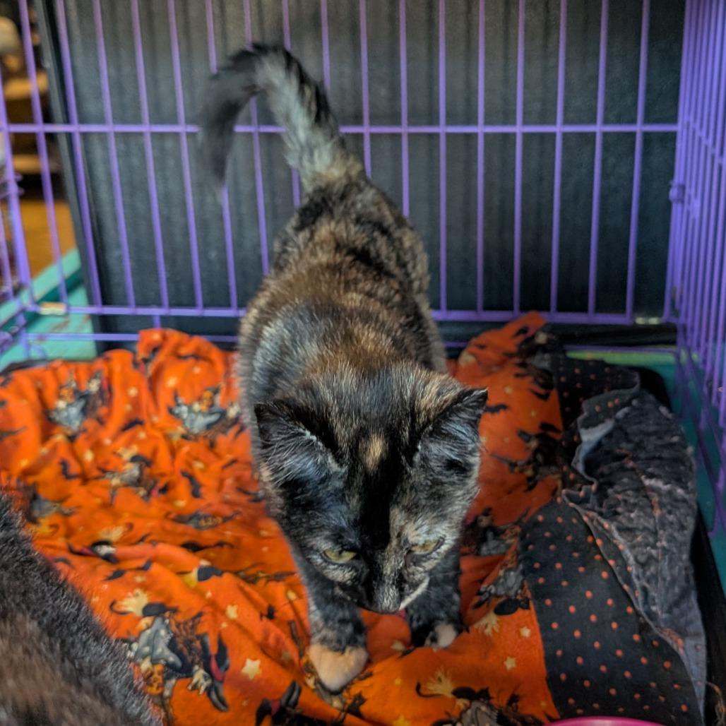 Enlarge Elsa, a Adoptable Domestic Short Hair in South Haven, MI image 1/2