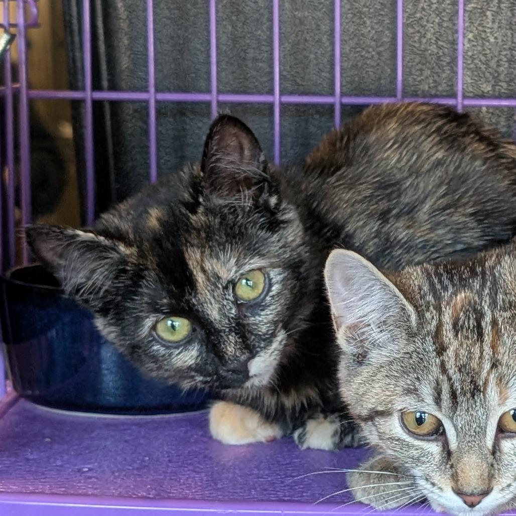 Enlarge Elsa, a Adoptable Domestic Short Hair in South Haven, MI image 2/2